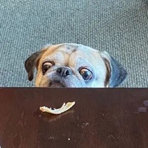 Meet your Posher, William